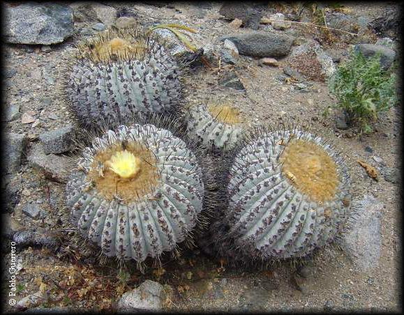 Copiapoa humilis