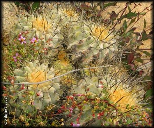 Copiapoa cinerascens