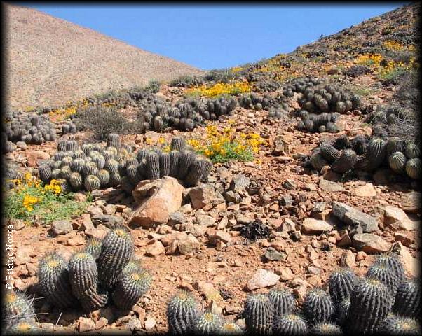 Habito de Copiapoa cinerascens 