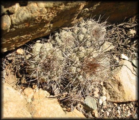 Copiapoa humilis