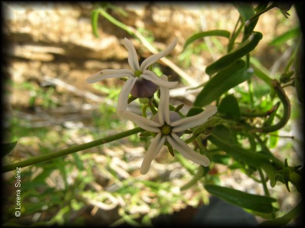 Flores de Astaphanus geminiflorus