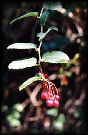 Flores de Berberidopsis corallina