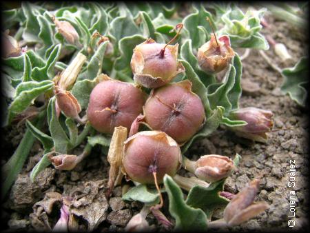 Frutos de Convolvulus demissus