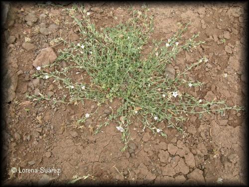 Habito de una planta de Convolvulus demissus