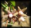 Minifoto de Cynanchum boerhaviifolium