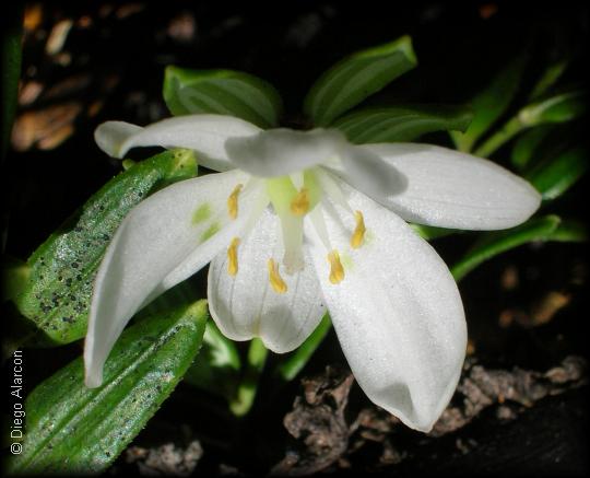 Luzuriaga marginata en flor