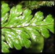 Hymenophyllaceae