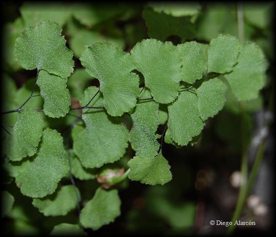 Adiantum scabrum