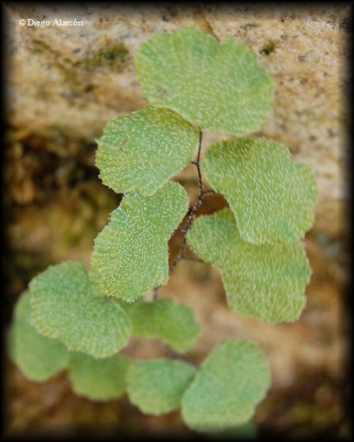 Adiantum scabrum