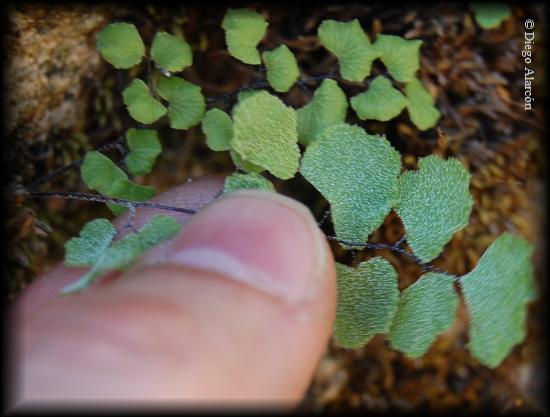 Adiantum scabrum