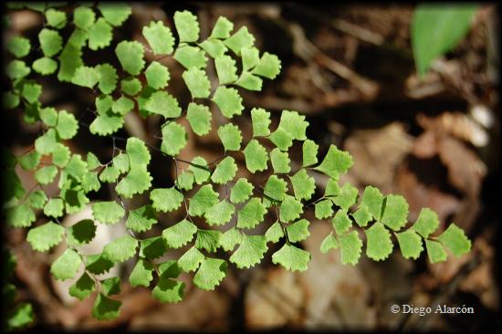 Adiantum sulphureum