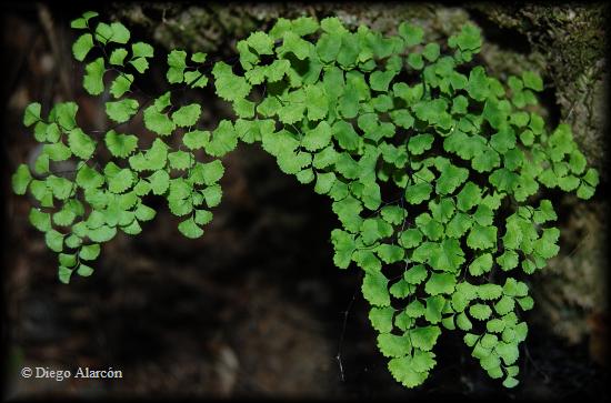 Adiantum sulphureum