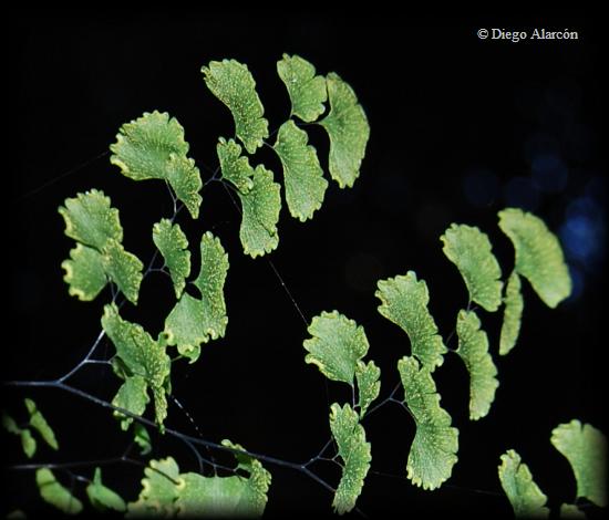 Adiantum sulphureum