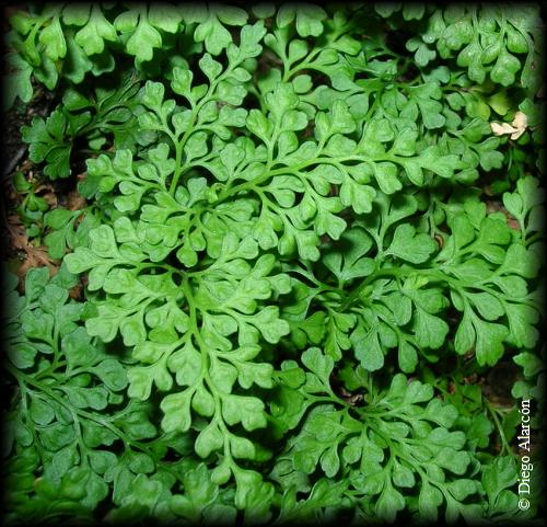 Asplenium dareoides