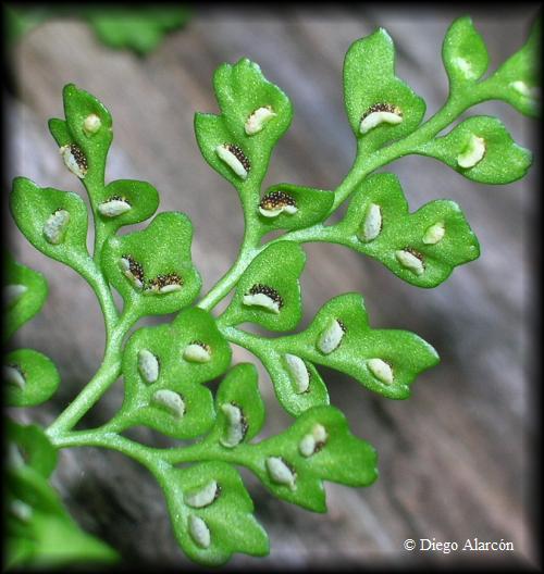 Soros de Asplenium dareoides