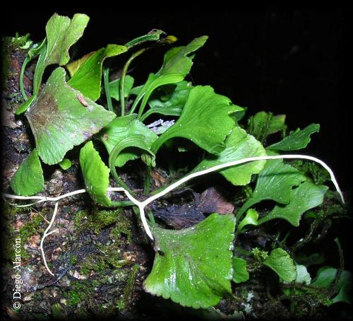 Asplenium trilobum