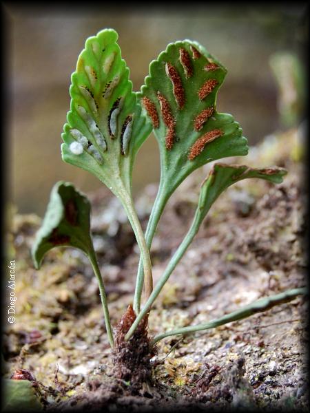 Soros de Asplenium trilobum