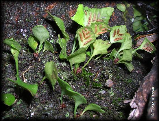 Asplenium trilobum