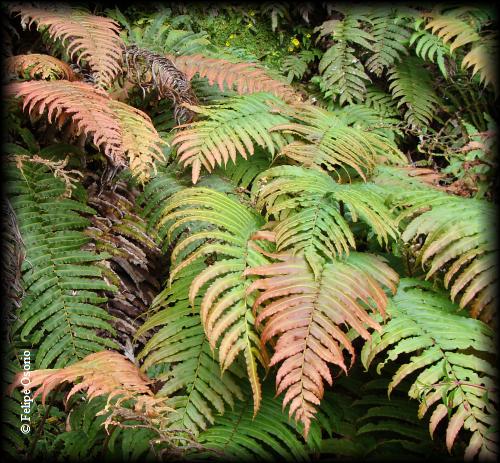 Hábito de Blechnum chilense