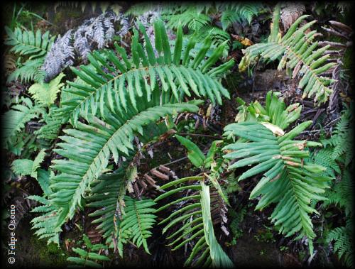 Hábito de Blechnum chilense