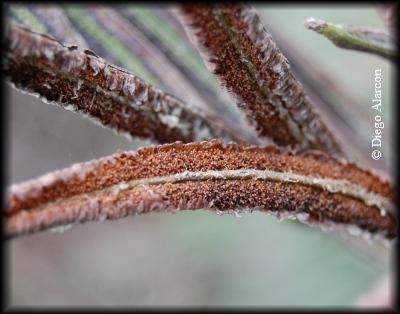 Detalle de lps soros maduros de la fronde fértil de Blechnum chilense