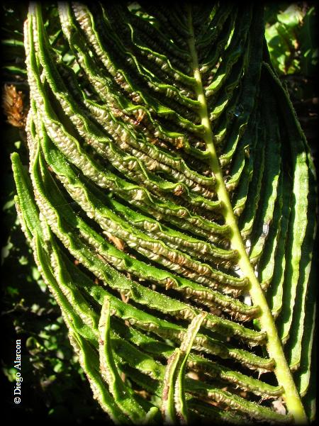 Fronde fértil de Blechnum chilense