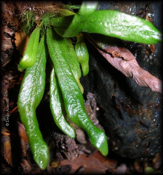 Frondas de Grammitis poeppigiana