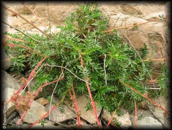 Hábito de Acaena trifida