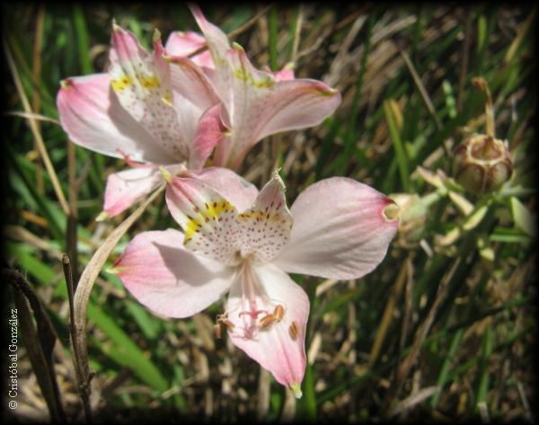 alstroemeria angustifolia