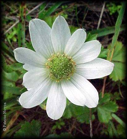 Flor de Anenome decapetala