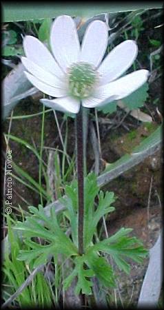 Habito de Anemone decapetala