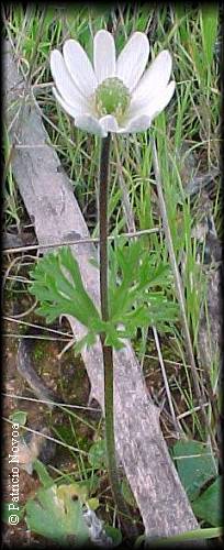 Anemone decapetala