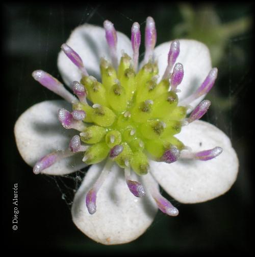 Detalle de flor de Anemone hepaticifolia, la flor de la estrella
