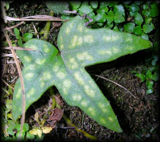 Hoja de la flor de la estrella, Anemone hepaticifolia