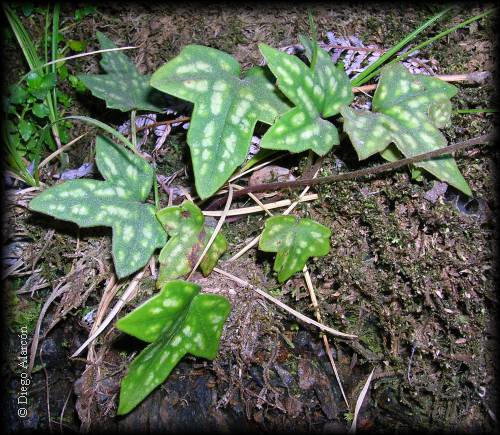Habito de la planta de la flor de la estrella, Anemone hepaticifolia