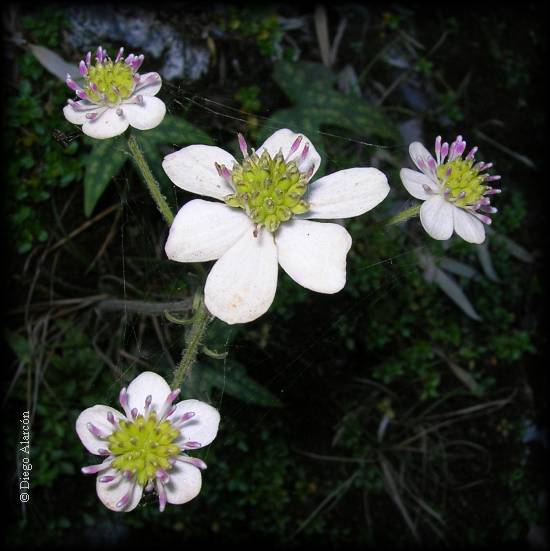Inflorescencia de la Flor de la Estrella, Anemone hepaticifolia