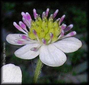 Detalle de flor de Anemone hepaticifolia