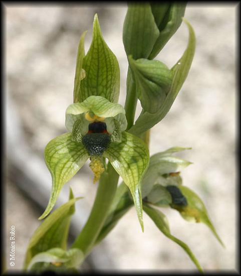 Flor de Bipinnula apinnula