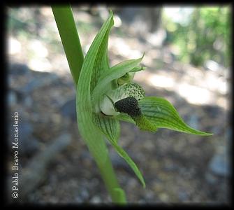 Bipinnula appinula