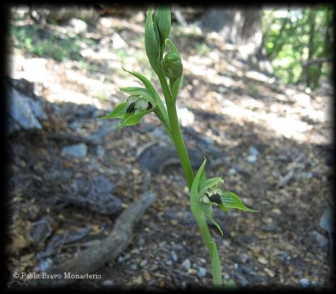 Inflorescencia de Bipinnula apinnula