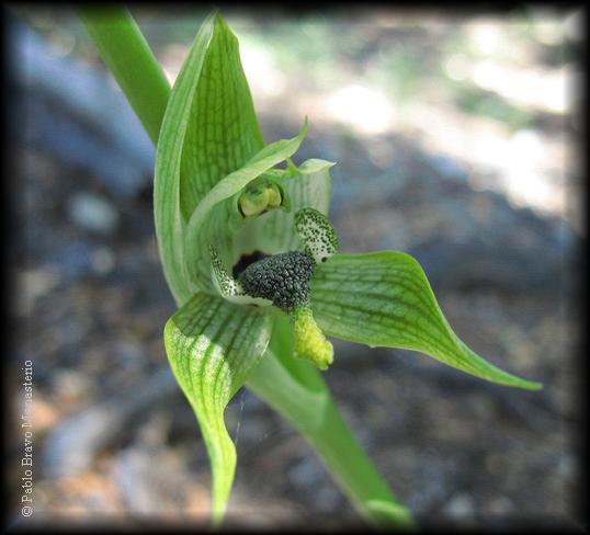 Detalle de flor de la orquídea Bipinnula apinnula