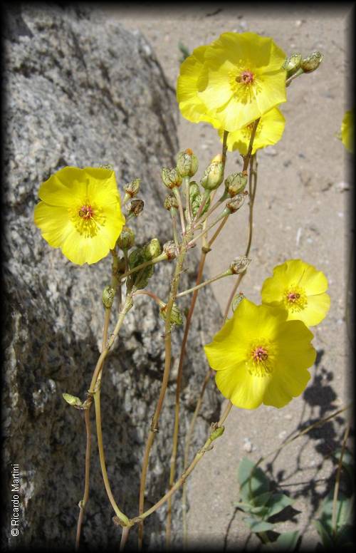 Calandrinia litoralis