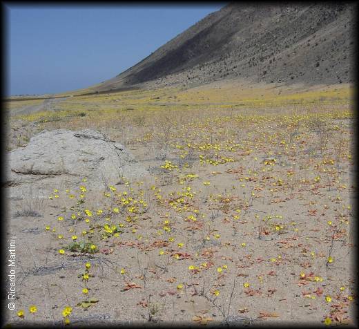 Habitat de Calandrinia litoralis