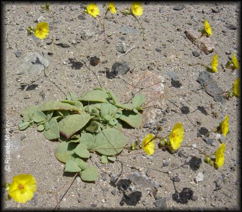 Habito de Calandrinia litoralis