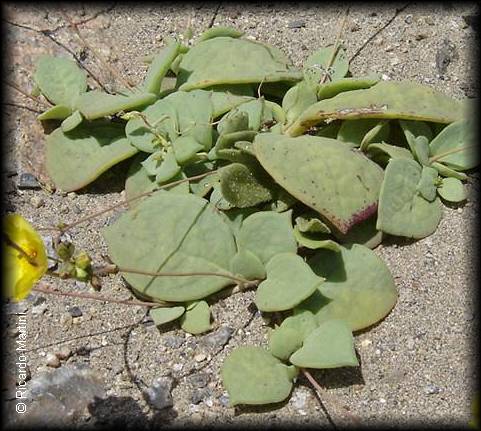 Hojas suculentas de calandrinia litoralis