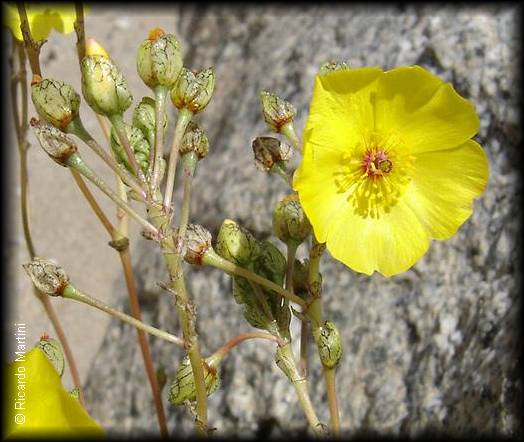 Detalle de flor y botones florales de calandrinia litoralis