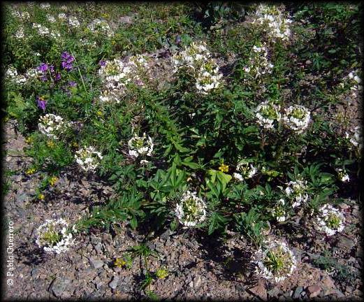 habito de Cleome chilensis