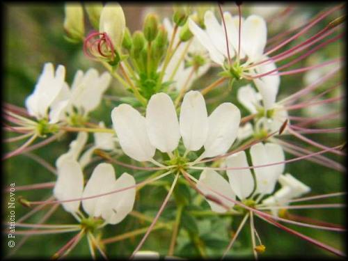 Cleome chilensis