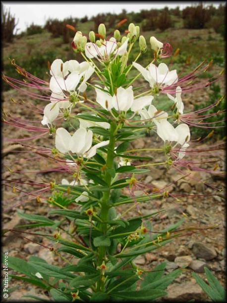 Cleome chilensis