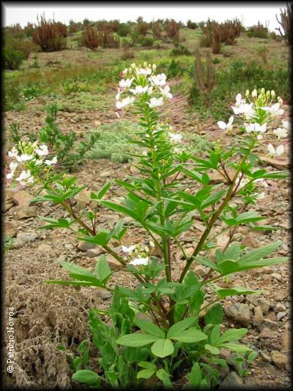 Cleome chilensis